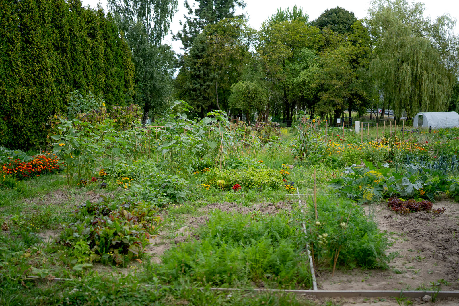 Ogród w sierpniu. fot. Dawid Prząda