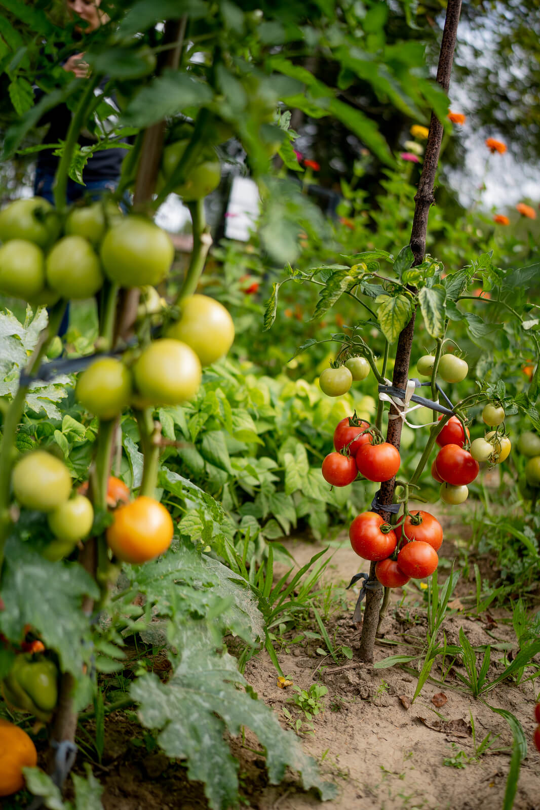 Ogród w sierpniu. Widok z grządek. fot. Dawid Prząda
