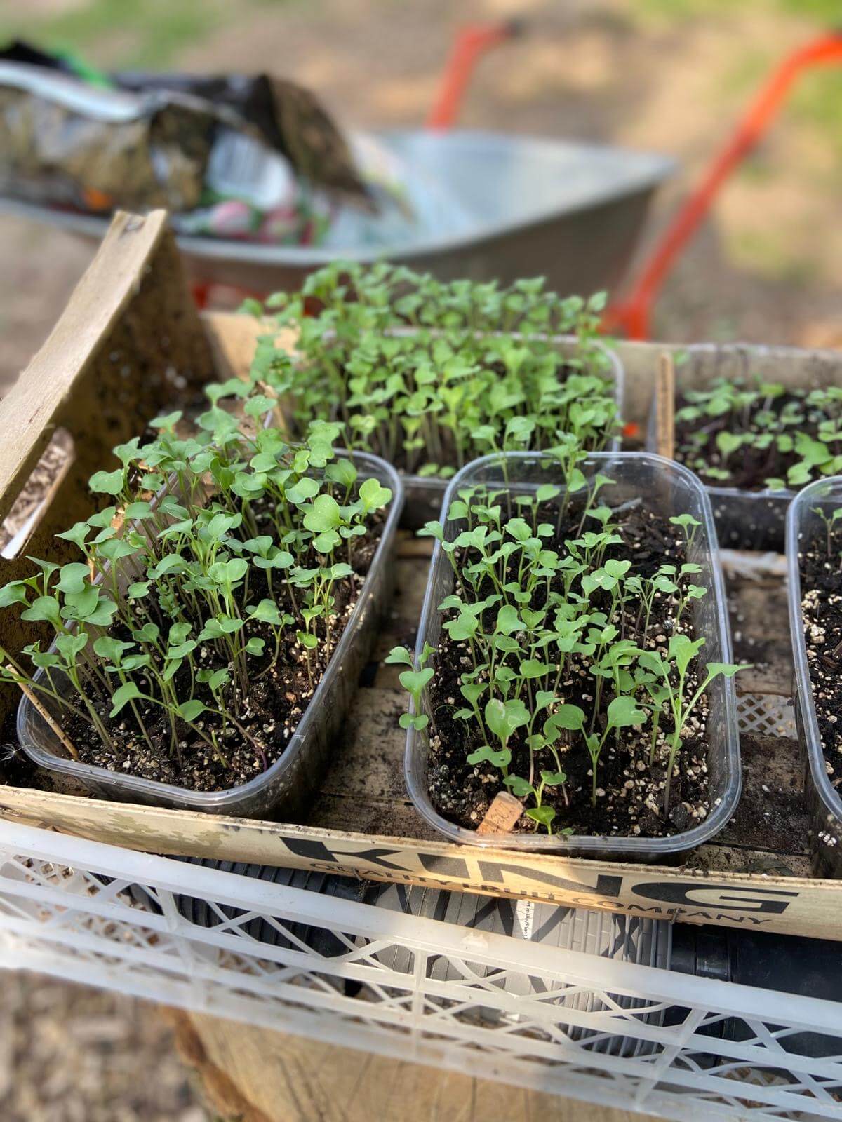 Małe sadzonki, fot. Katarzyna Wysocka