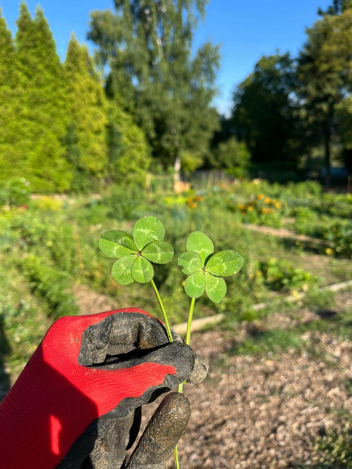 Pięciolistne koniczynki.